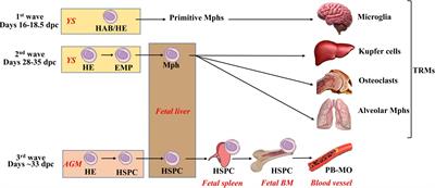 Macrophages Derived From Human Induced Pluripotent Stem Cells: The Diversity of Protocols, Future Prospects, and Outstanding Questions